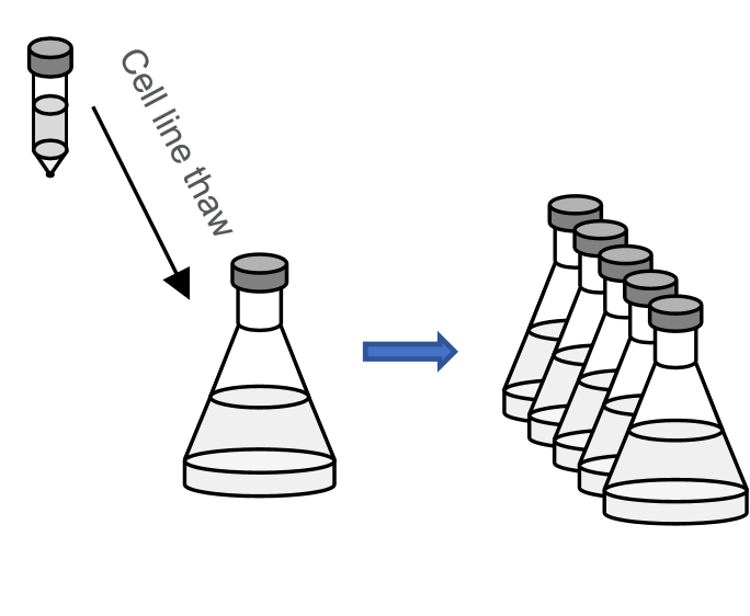 Seed Revival